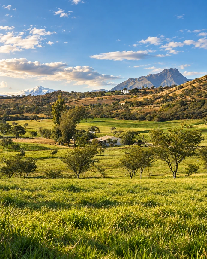 Reforestación 